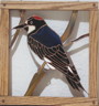 Acorn Woodpecker