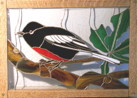 Painted Redstart