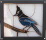 Stellar Jay